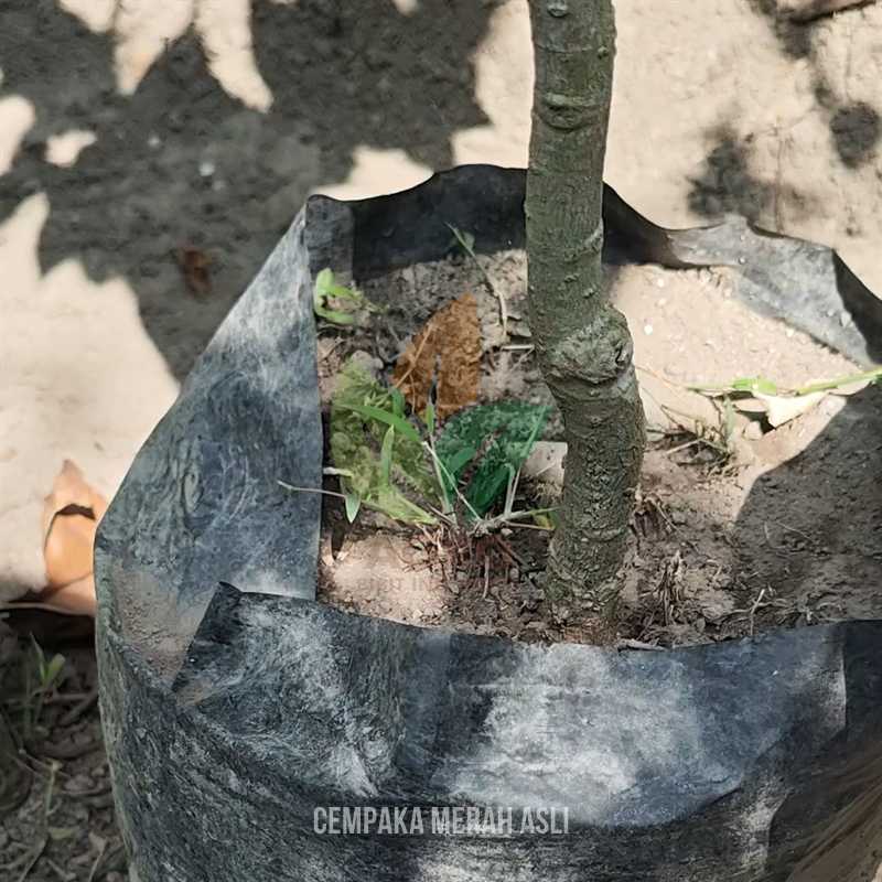 Bunga Cempaka Merah Asli