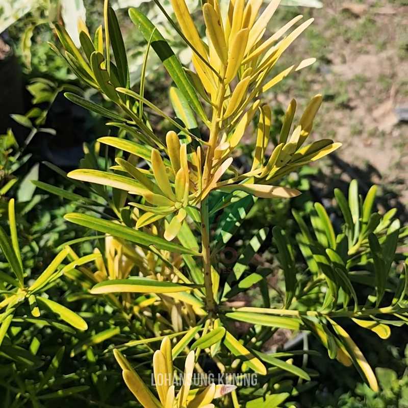 Lohansung Yellow Pucuk Kuning