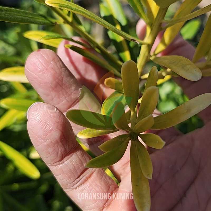 Lohansung Yellow Pucuk Kuning