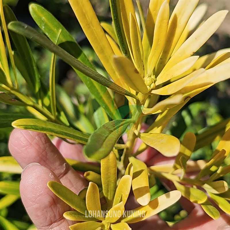 Lohansung Yellow Pucuk Kuning
