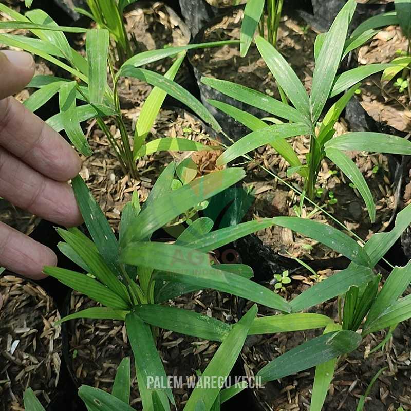 Palem Waregu Ukuran Kecil