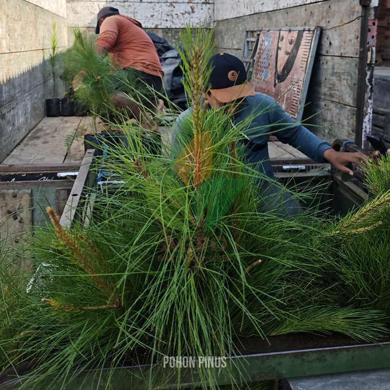 Pohon Pinus 2-3 Meter UP