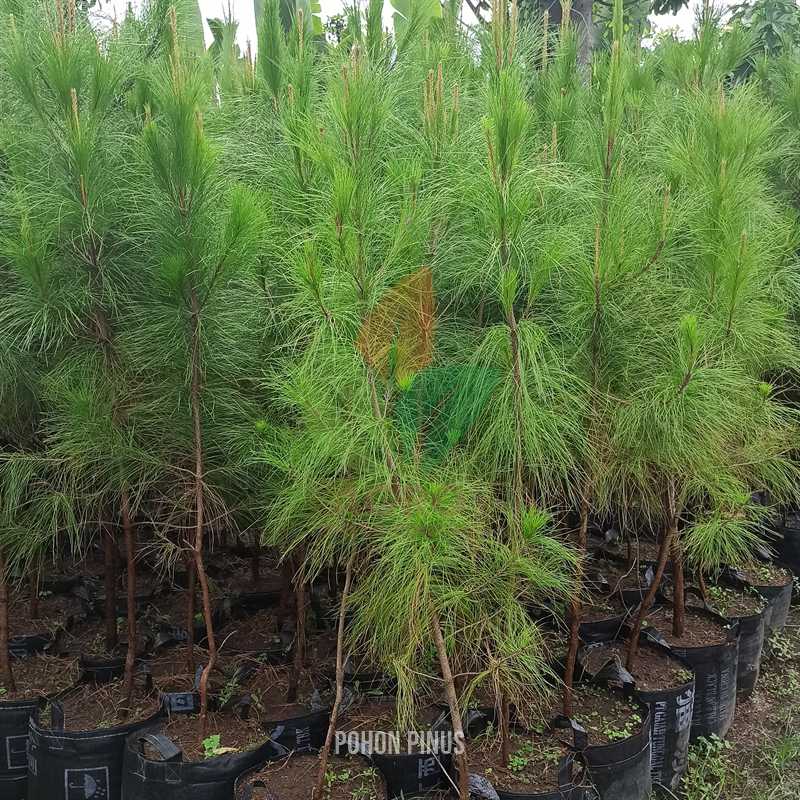 Pohon Pinus 2-3 Meter UP