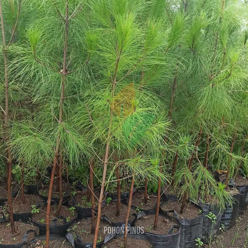 Pohon Pinus 2-3 Meter UP