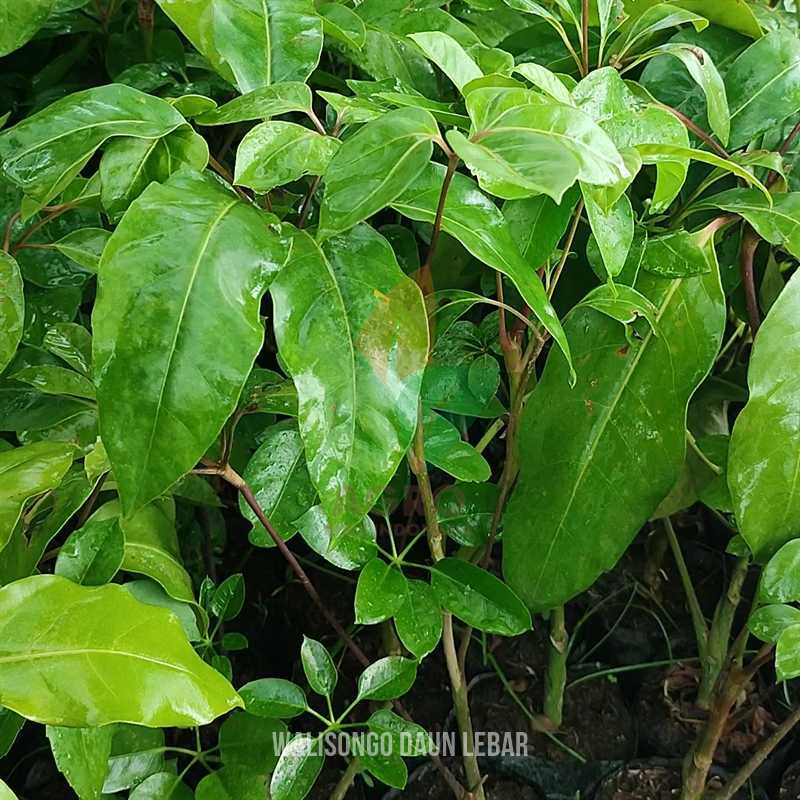 Tanaman Walisongo Daun Lebar