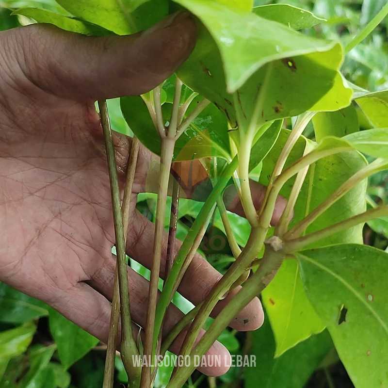Tanaman Walisongo Daun Lebar