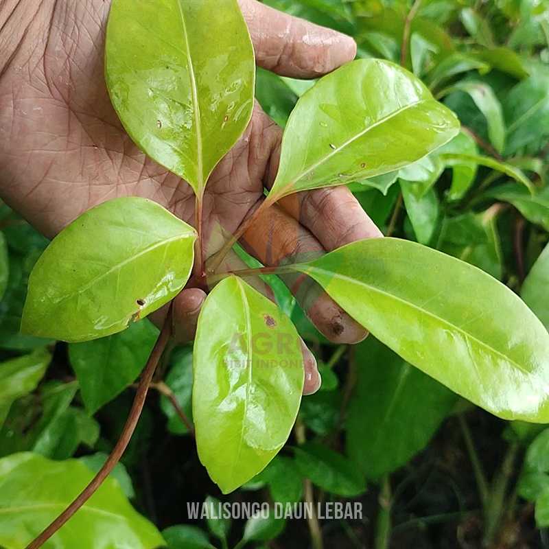 Tanaman Walisongo Daun Lebar