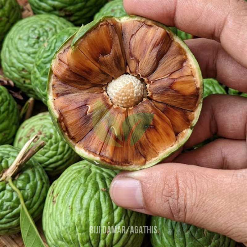Biji Damar Agathis Semai
