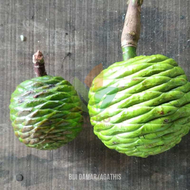 Biji Damar Agathis Semai