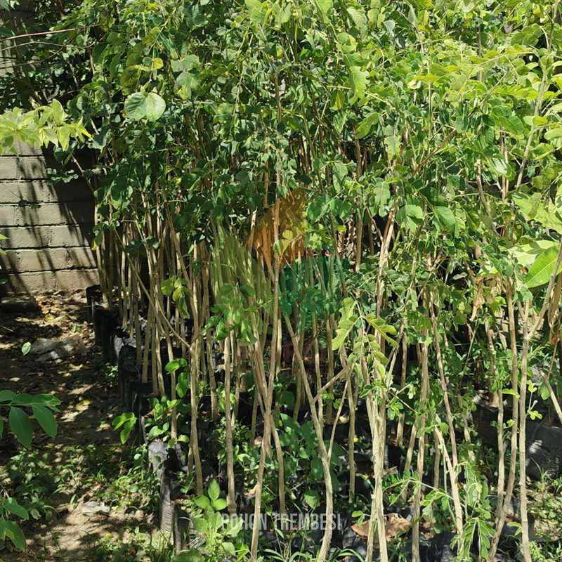 Pohon Trembesi 2 Meter UP