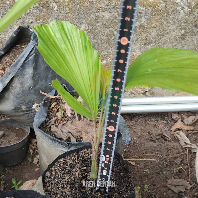 Pohon Aren Genjah Non Label