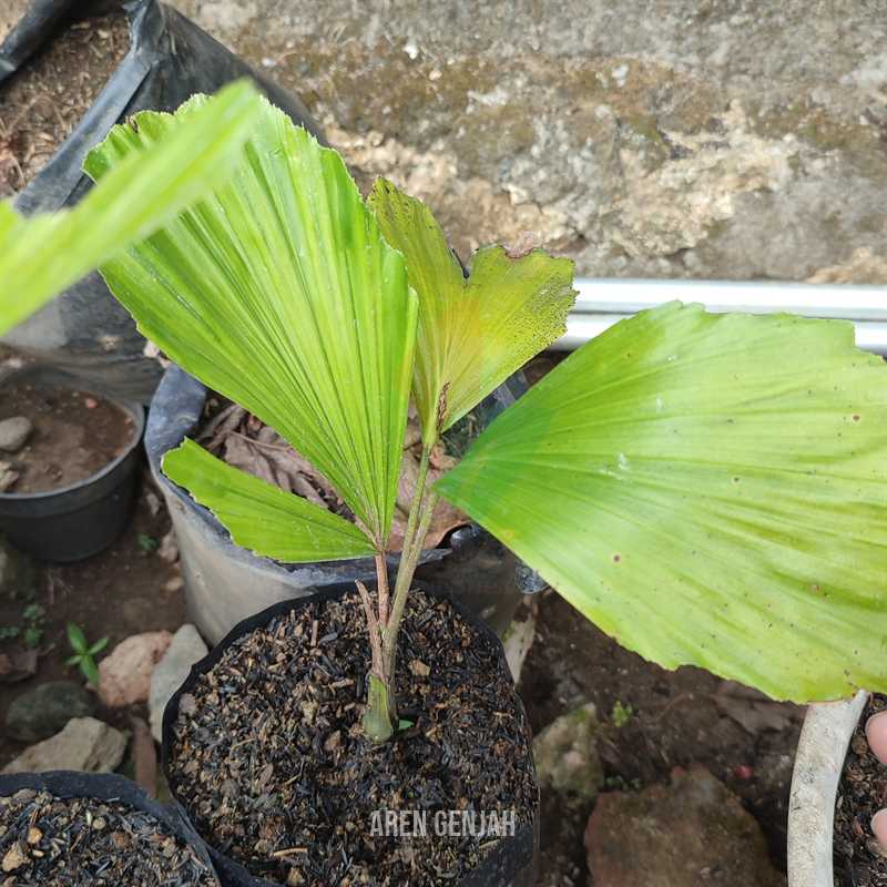 Pohon Aren Genjah Non Label
