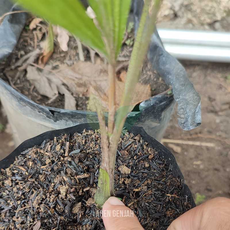 Pohon Aren Genjah Non Label