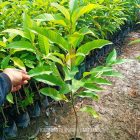 bibit bunga kantil merah Karawang