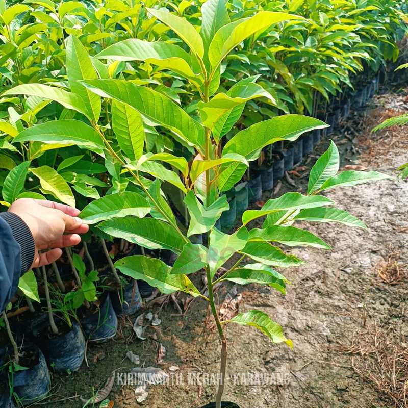 bibit bunga kantil merah Karawang