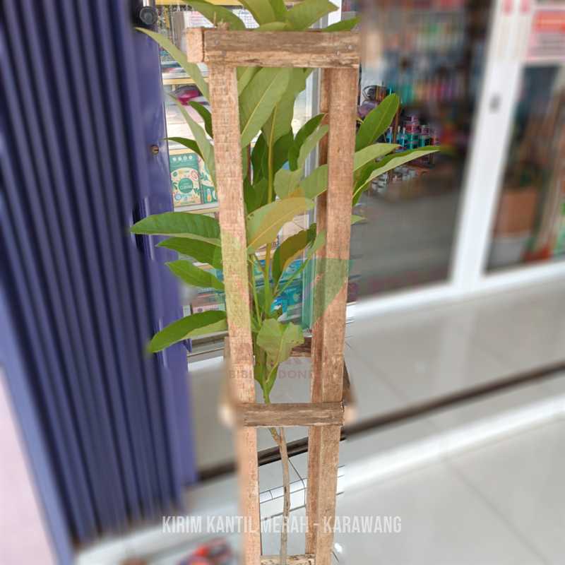 Jual Bibit Bunga Kantil Merah di Karawang Tanaman Langka Asli