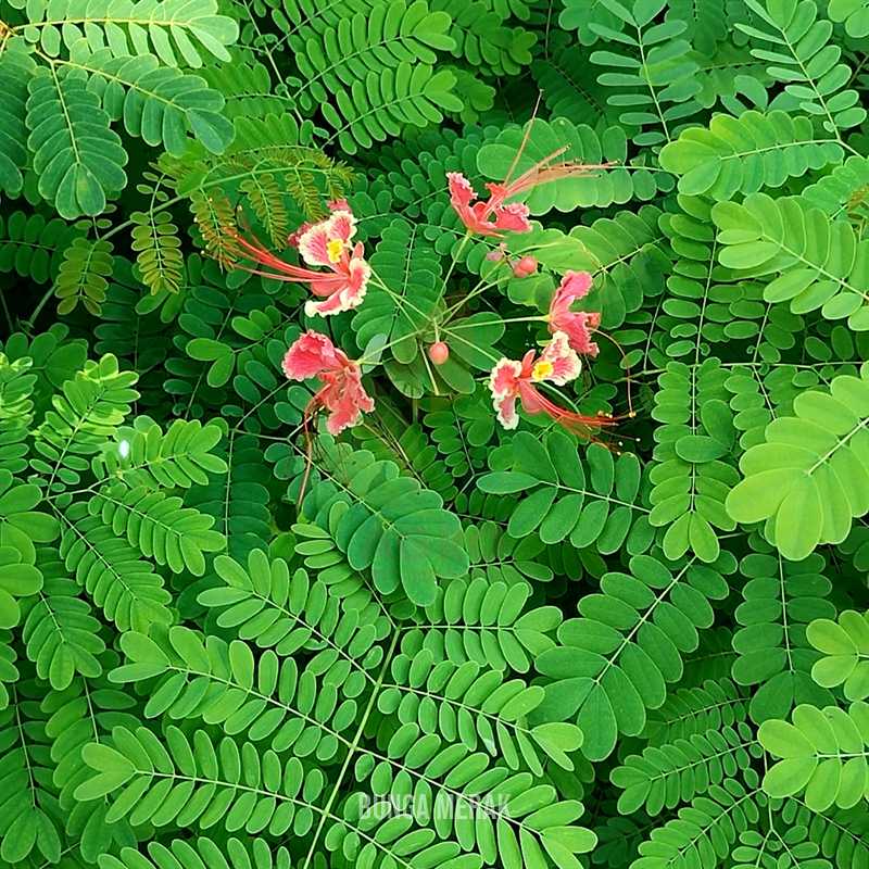 Bunga Kembang Merak Ragam Warna