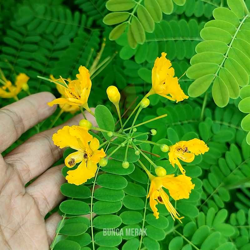 Bunga Kembang Merak Ragam Warna