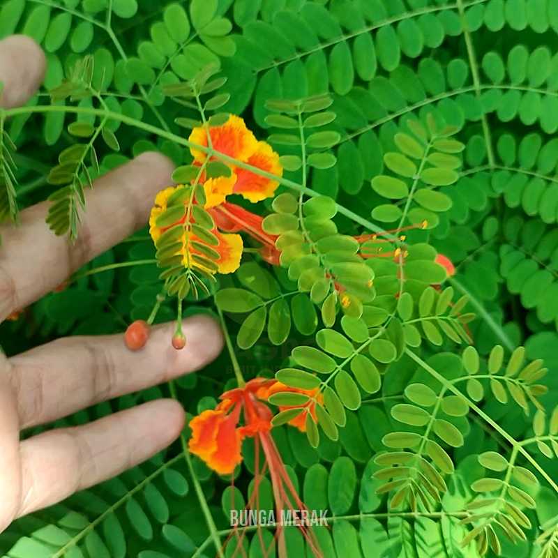 Bunga Kembang Merak Ragam Warna
