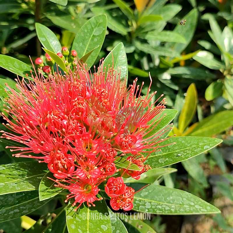 Bunga Santos Lemon Merah