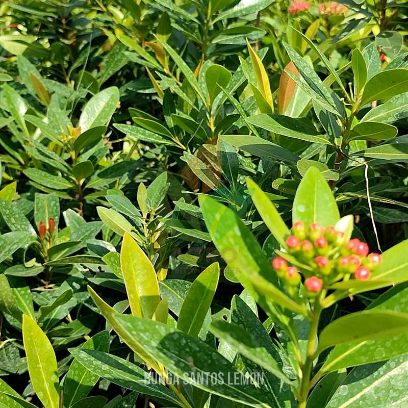 Bunga Santos Lemon Merah