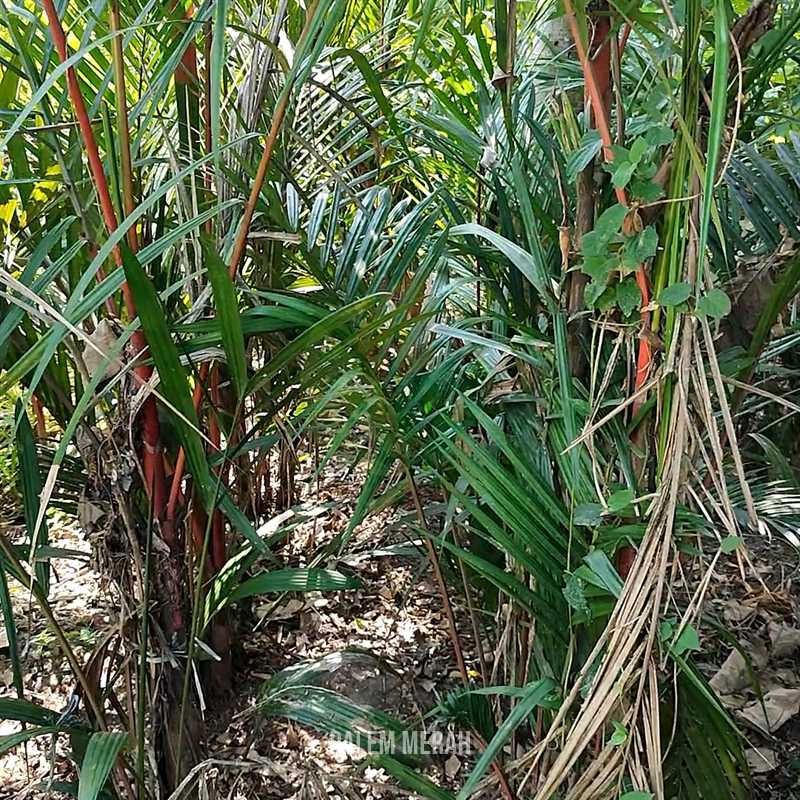Palem Merah Ukuran Sedang