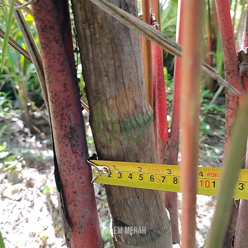 Palem Merah Ukuran Sedang